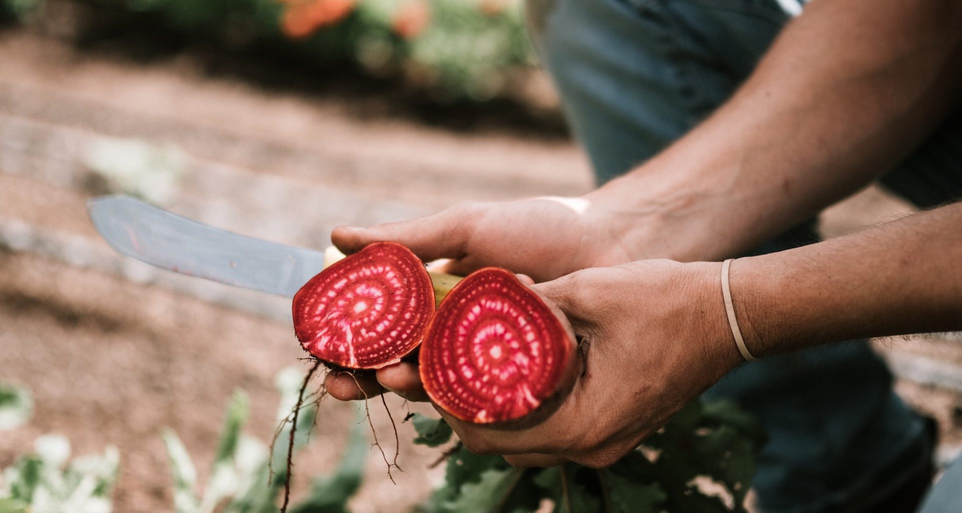 Gardner holding beetroot.