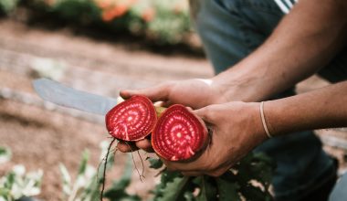 Gardner holding beetroot.